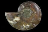 Agatized Ammonite Fossil (Half) - Madagascar #83858-1
